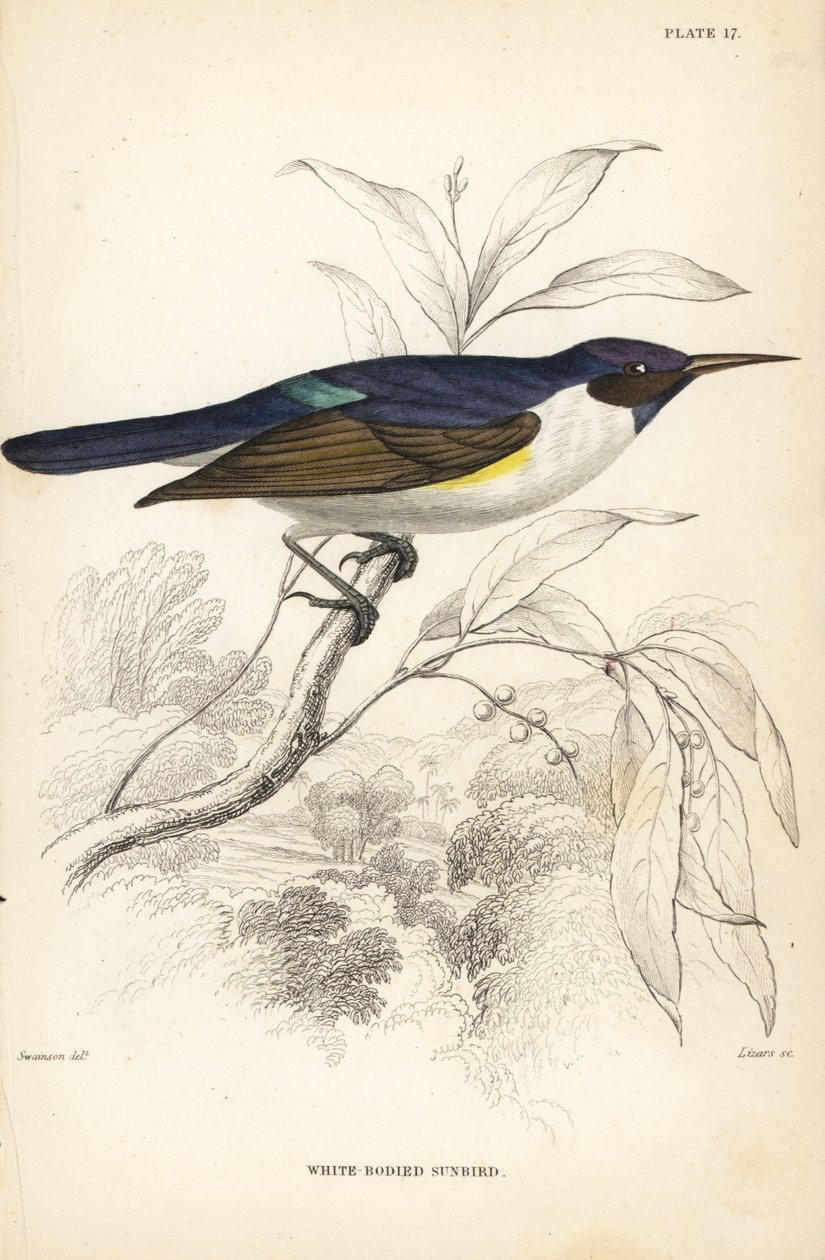 slunéčko západní, Anthreptes longuemarei (slunéčko bělokrké, Anthreptes leucosoma). Ručně kolorovaná ocelorytina od Williama Lizarse podle Williama Swainsona z Naturalist