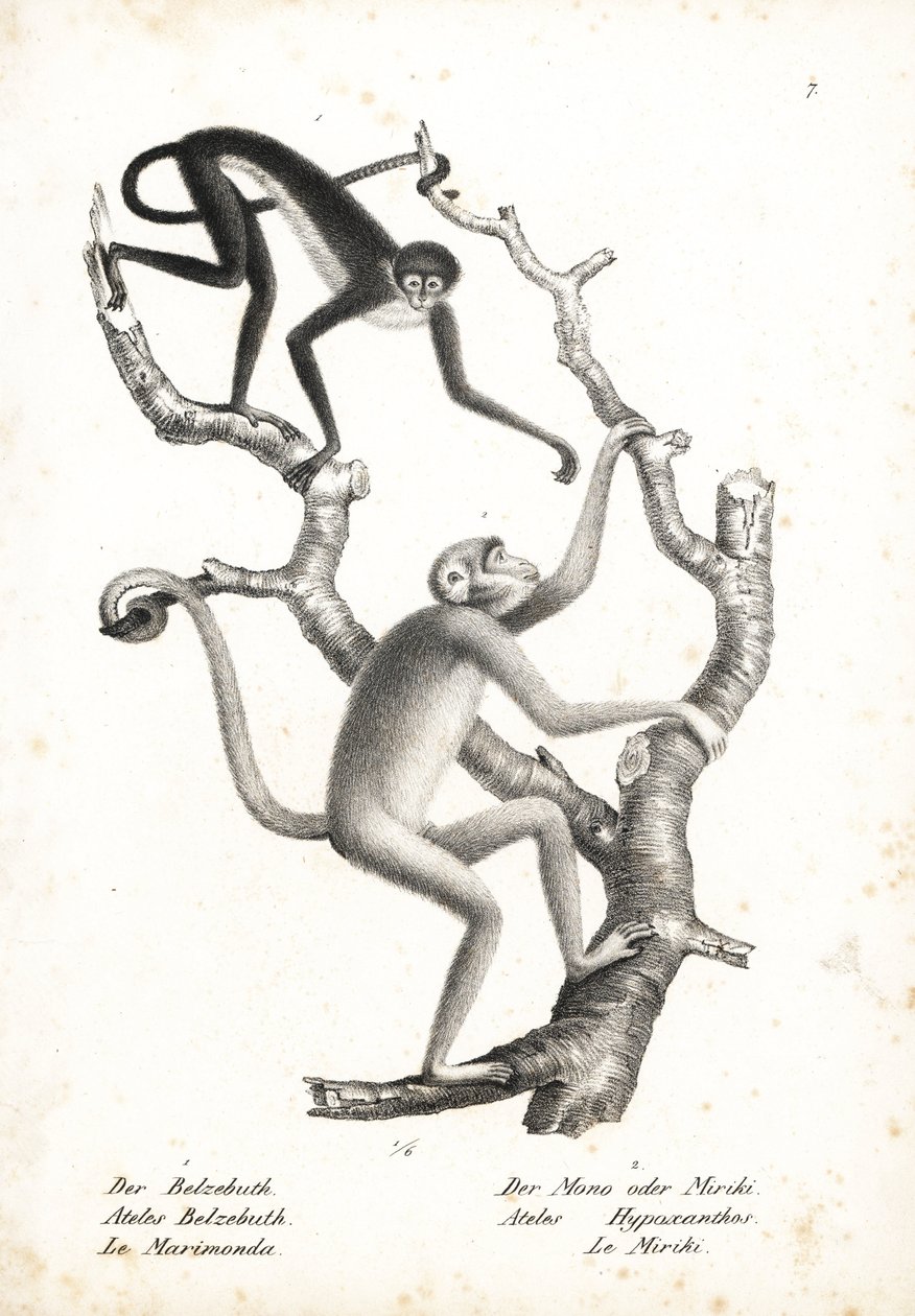 Pavouk bělobřichý, Ateles belzebuth (ohrožený), a muriqui severní, Brachyteles hypoxanthus (Ateles hypoxanthus), kriticky ohrožený. Litografie Karla Josepha Brodtmanna z knihy Heinricha Rudolfa Schinze Ilustrovaný přírodopis zvířat, od Unbekannter Künstler