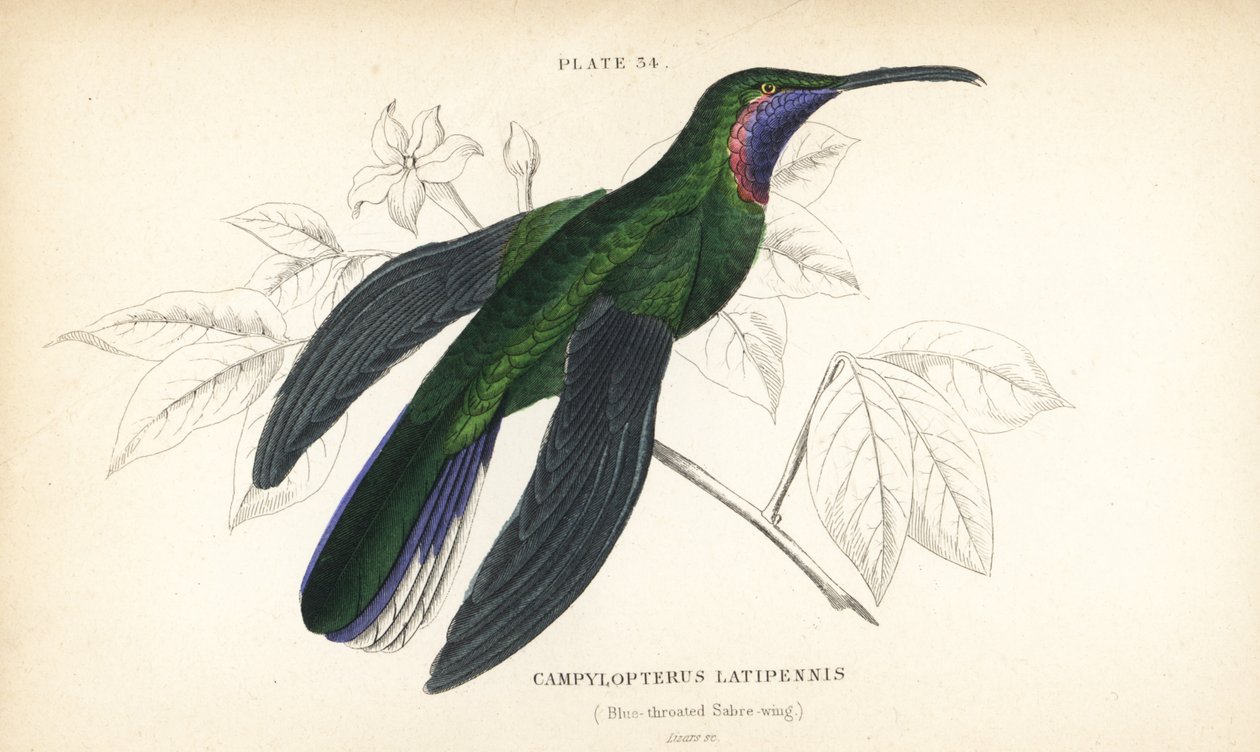 Šavlozubka bělolící, Campylopterus ensipennis (šavlozubka modrohrdlá, Trochilus latipennis). Ručně kolorovaná ocelorytina od Williama Lizarse z Naturalist