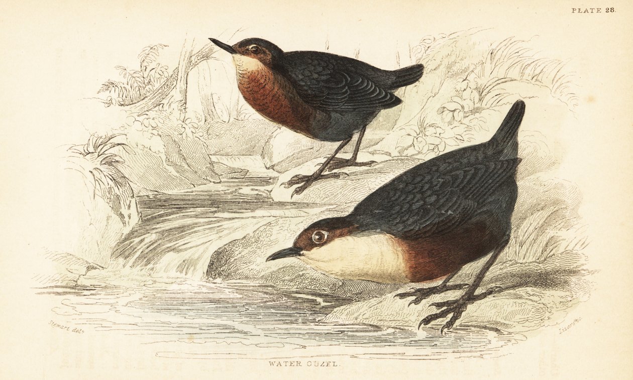 Naběračka bělohrdlá nebo vodní ouzel, Cinclus cinclus.1889 (rytina) od Unbekannter Künstler