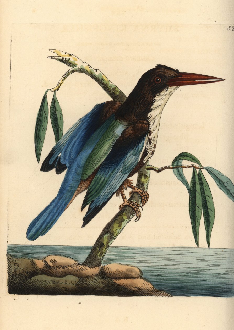 Zimolez bělokrký, Halcyon smyrnensis (Alcedo smyrnensis). Ilustrace nakreslil a vyryl Richard Polydore Nodder. Ručně kolorovaná mědirytina z knihy George Shawa a Fredericka Noddera The Naturalist