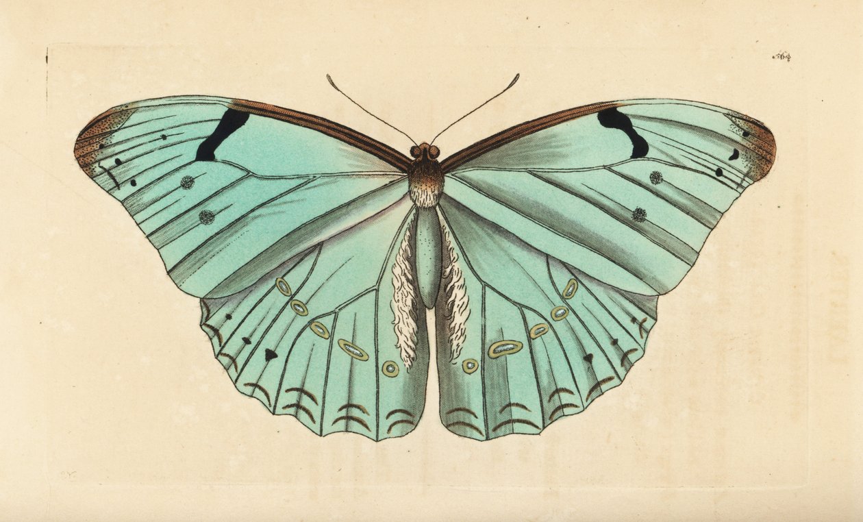 Bílé morfo, Morpho laertes od Unbekannt