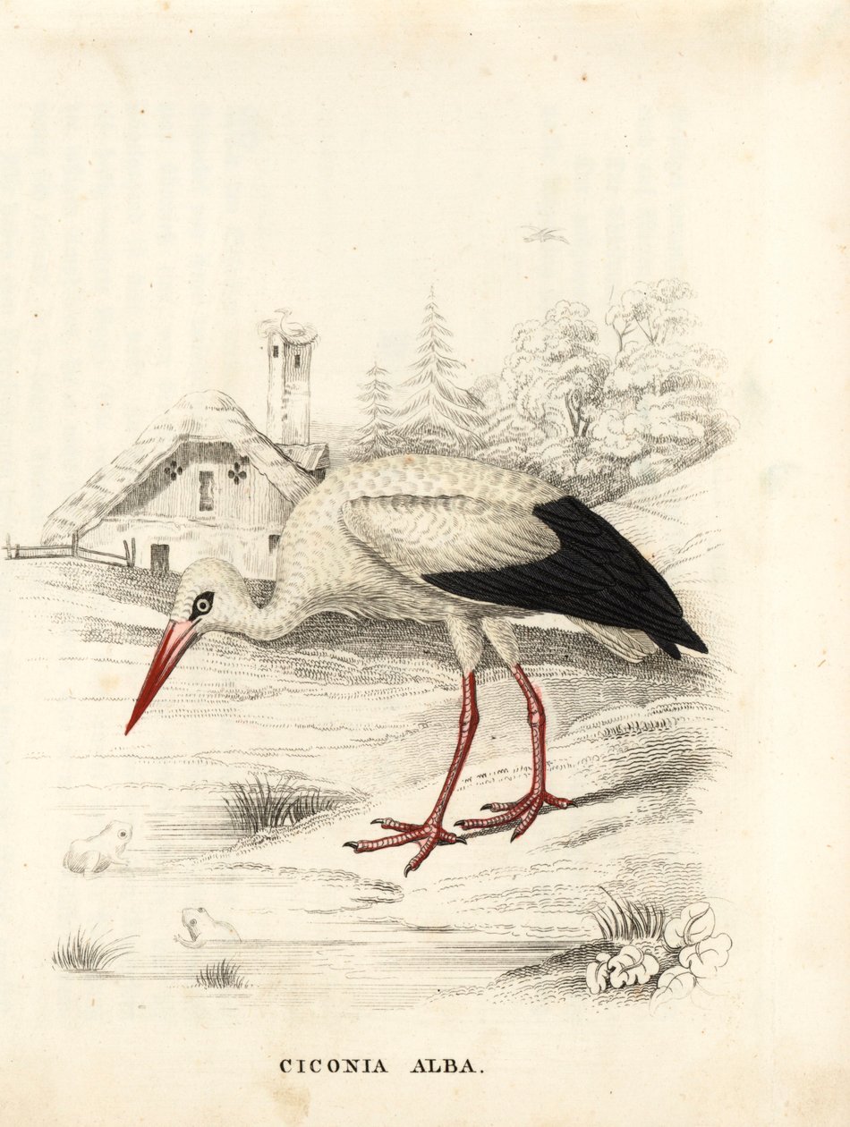 Čáp bílý, Ciconia ciconia (Ciconia alba). Ručně kolorovaná ocelorytina z přírodovědné galerie Georga Friedricha Treitschkeho, Naturhistorischer Bildersaal des Thierreiches, Liepzig. od Unbekannter Künstler