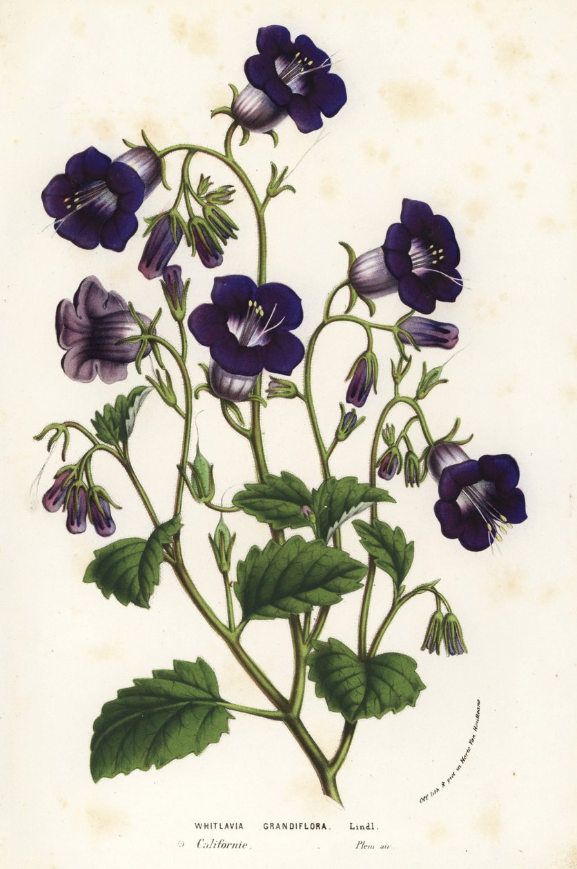 Divoké zvonky Canterbury, Phacelia minor (Whitlavia grandiflora). Ručně kolorovaná litografie z publikace Louise van Houtteho a Charlese Lemaira Flowers of Gardens and Hothouses of Europe, Flore des Serres et des Jardins de l