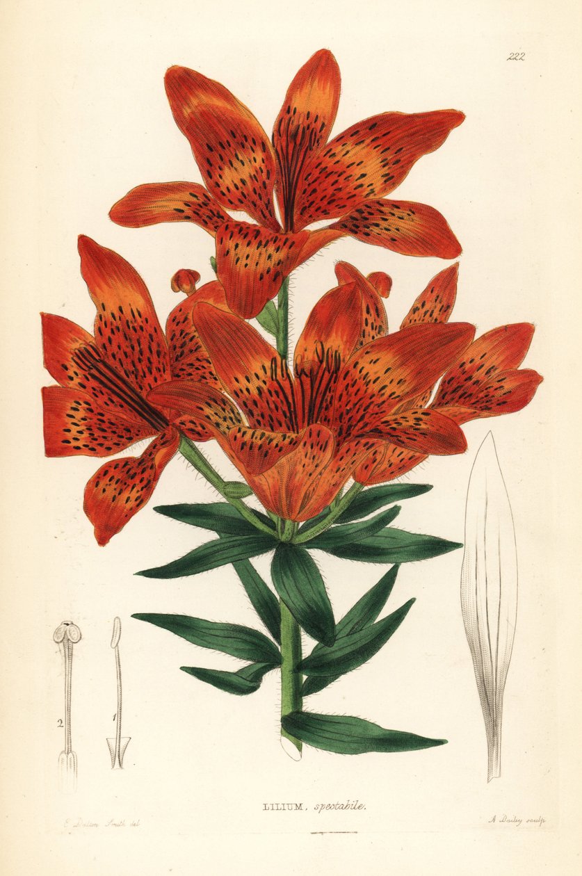 Divoká lilie - Lilium pensylvanicum (Lilium pensylvanicum, Lilium spectabile). Ručně kolorovaná mědirytina od A. Baileyho podle Edwina Daltona Smithe z knihy John Lindley and Robert Sweet