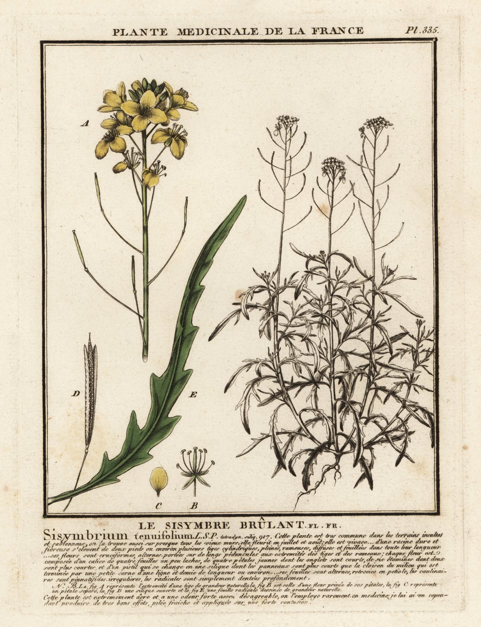 Divoká raketa, Diplotaxis tenuifolia. od Unbekannter Künstler