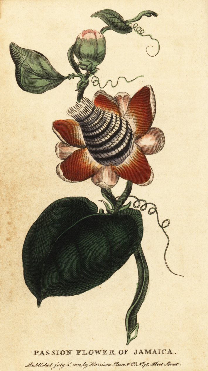 Mučenka okřídlená, Passiflora elata., 1800 (rytina) od Unbekannter Künstler