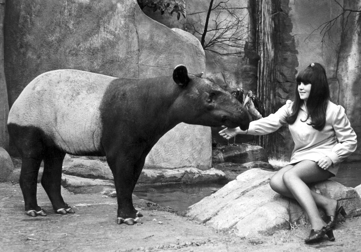 Žena krmící tapíra, Belle Vue Zoo, Manchester, duben 1970 od Unbekannt