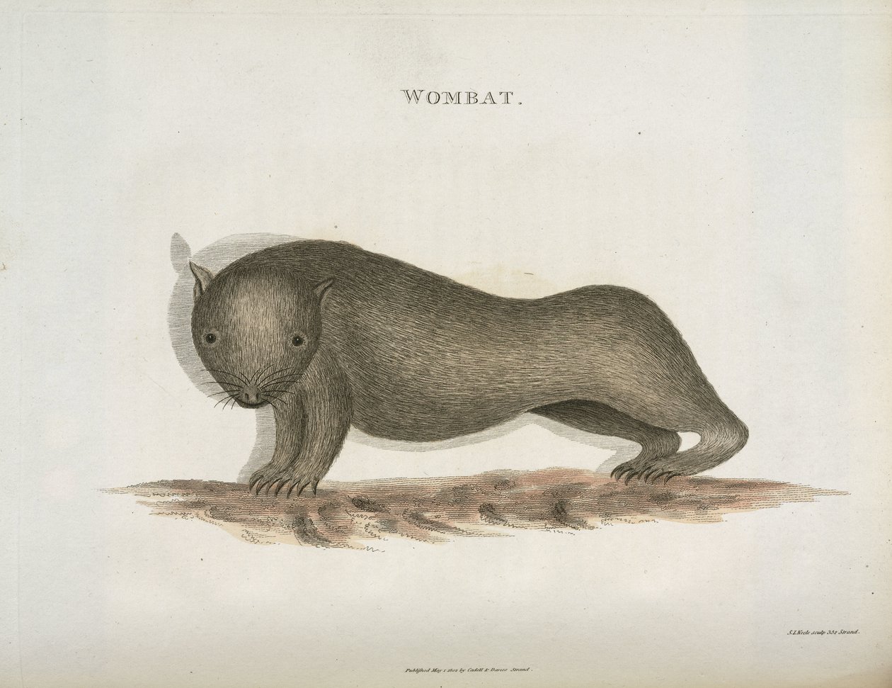 Wombat, Austrálie, c 1798 od Unbekannt