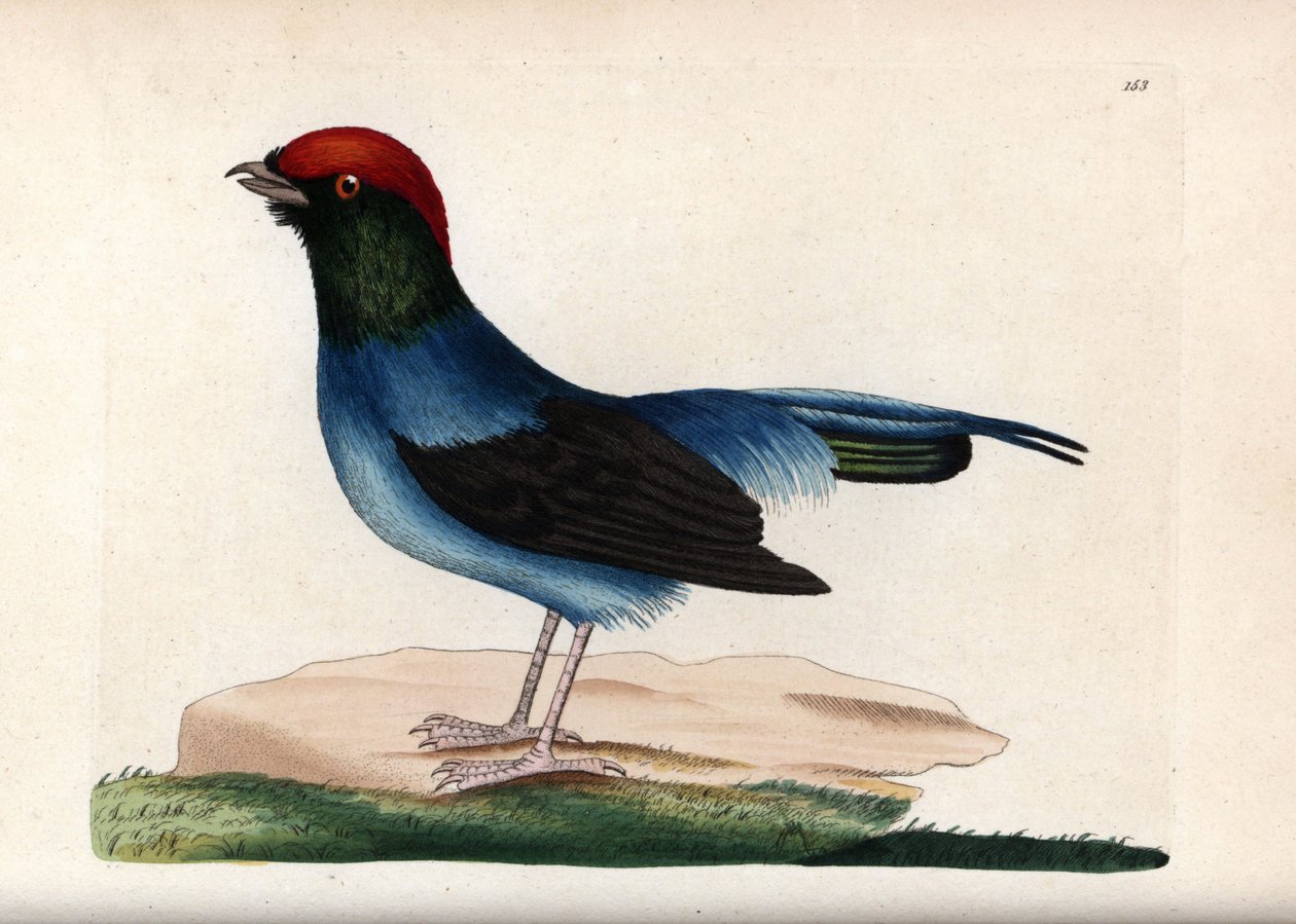 Manakin nádherný (Chiroxiphia linearis). Nepodepsaná ilustrace (George Shaw a Frederick nodder). Litografie v časopise The Naturalist