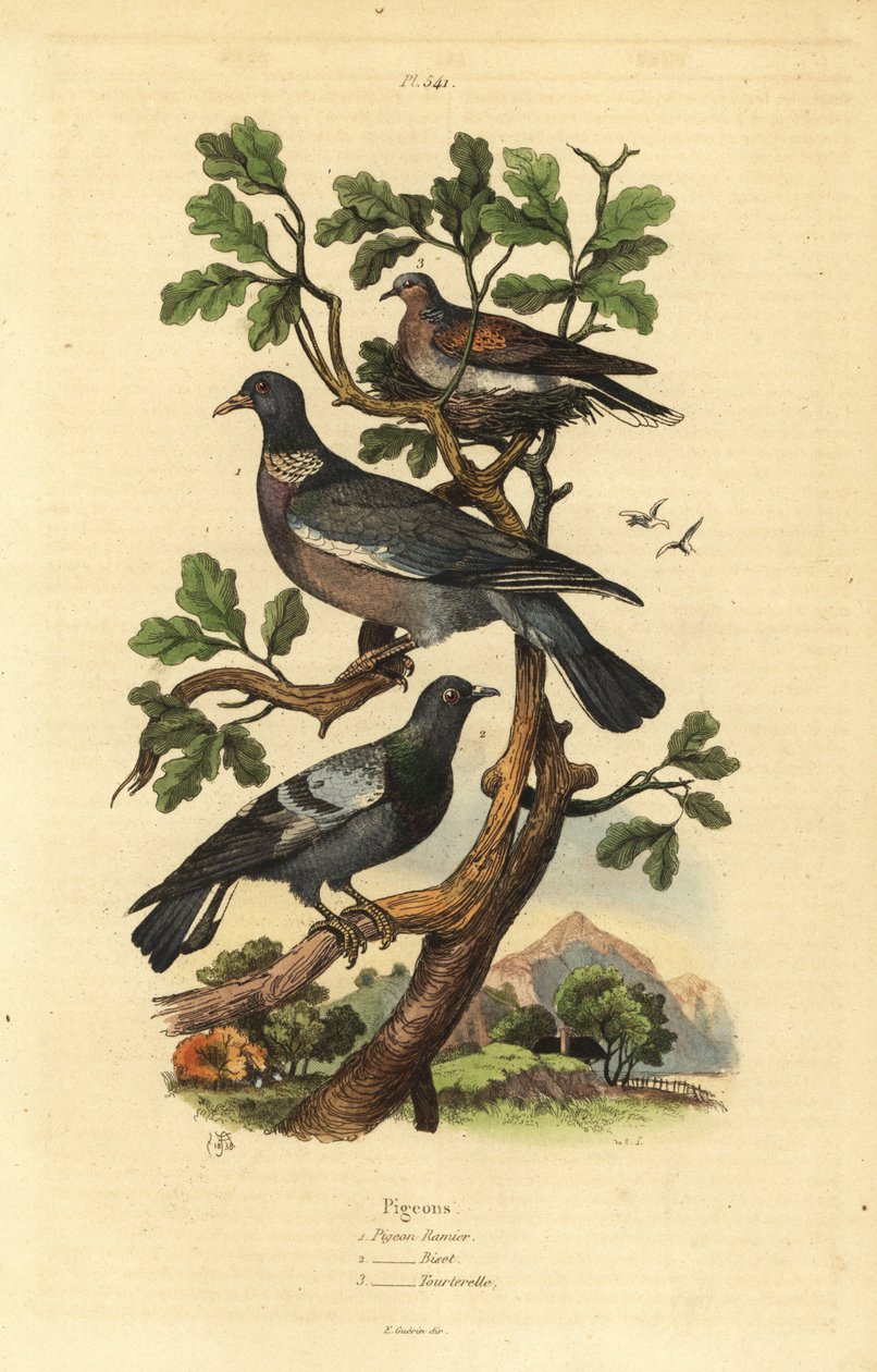 Holub hřivnáč, Columba palumbus, holub obecný, Columba livia a hrdlička, Streptopelia risoria od Unbekannt
