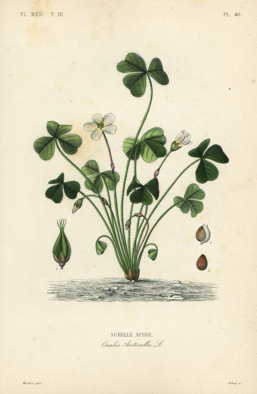 Šťovík lesní, Oxalis acetosella, kyselina Surelle od Unbekannt