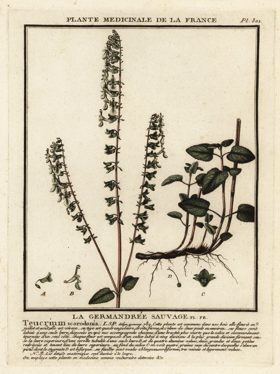 Němeček lesní, Teucrium scorodonia. od Unbekannter Künstler