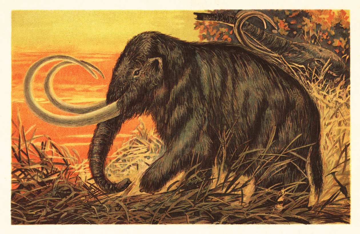 Mamut vlněný, Mammuthus primigenius. 1908 (litografie) od Unbekannter Künstler