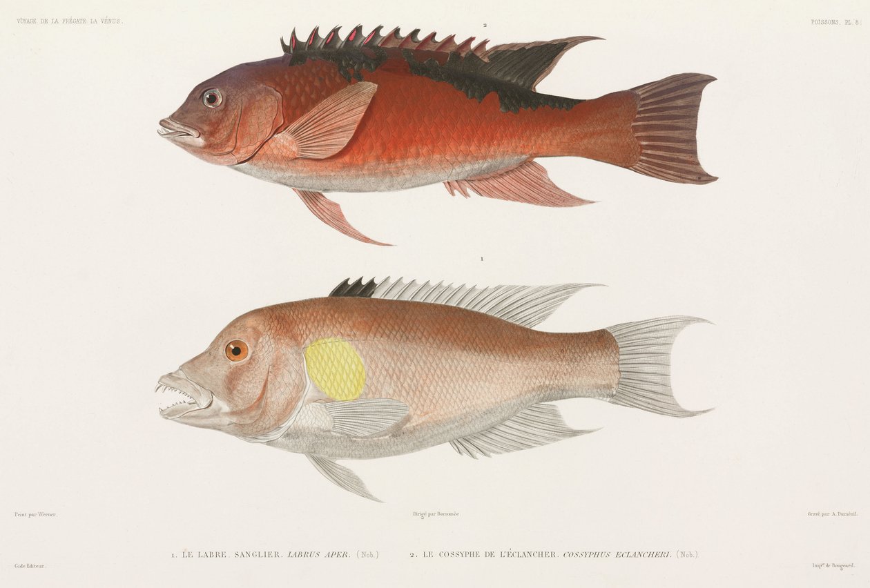 Wrasse od Unbekannter Künstler