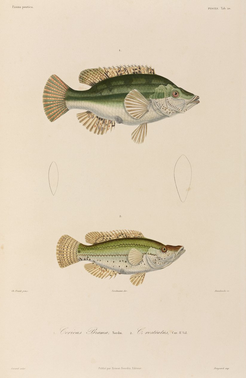 Wrasses, Černé moře od Unbekannter Künstler