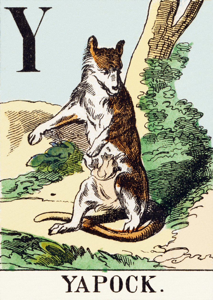 Y : Yapock - The Hunting Alphabet, c.1890 (rytina) od Unbekannt