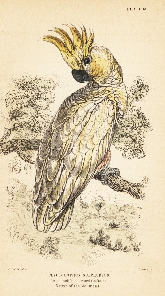 Kakadu žlutolící, Cacatua sulphurea. Kriticky ohrožený1889 (rytina) od Unbekannter Künstler