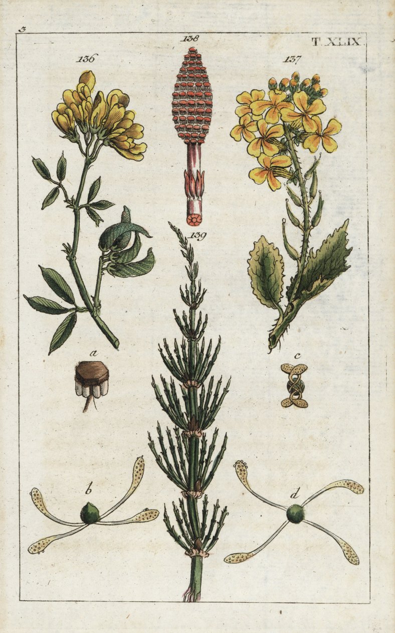 Vojtěška žlutá, Medicago falcata 136, ředkev lesní, Raphanus raphnistrum 137, a přeslička rolní, Equisetum arvense 138/139. Ručně kolorovaná mědirytina botanické ilustrace z knihy G. T. Wilhelma "Unte od Unbekannter Künstler