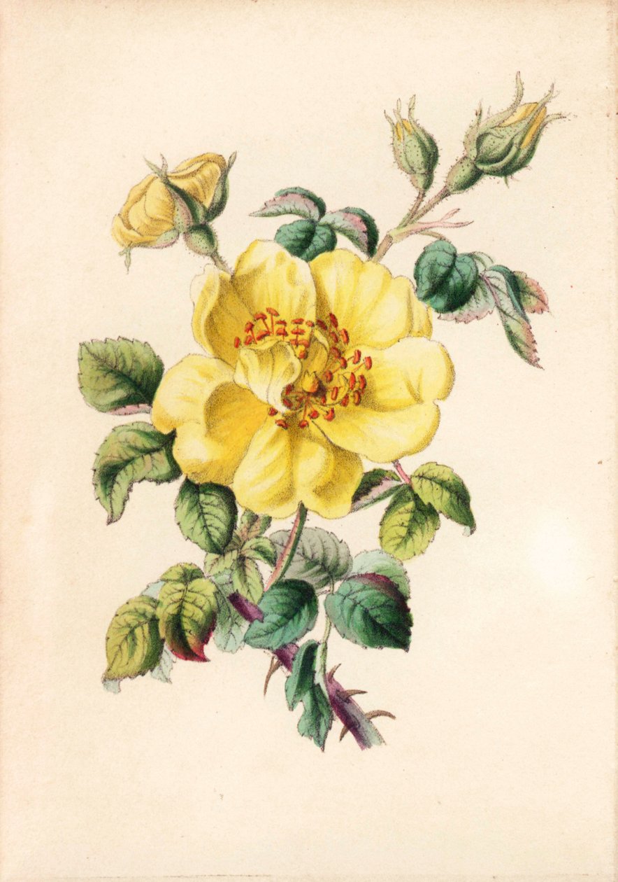 Žlutá ostružinová růže, Rosa lutea, z knihy Roberta Tyase "Queen of Flowers, or Memoirs of the Rose", Londýn. od Unbekannter Künstler