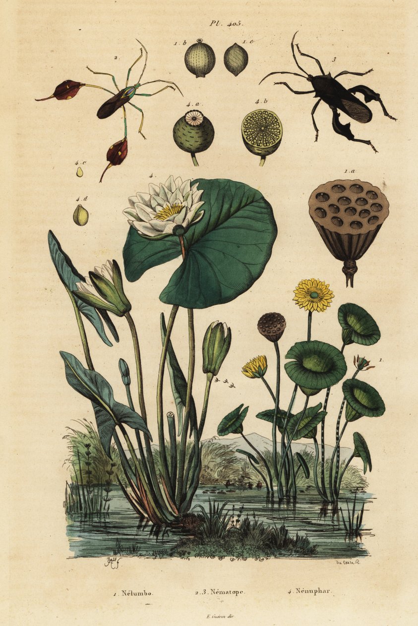 Žlutý lotos, Nelumbo lutea 1, ploštice listonohé, Anisoscelis foliaceus 2 a Anoplocnemis curvipes 3 a leknín bílý, Nymphaea alba 4 od Unbekannt