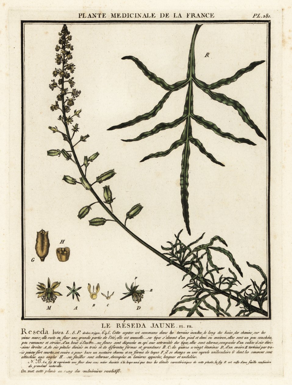 Mignoneta žlutá, Reseda lutea. od Unbekannter Künstler