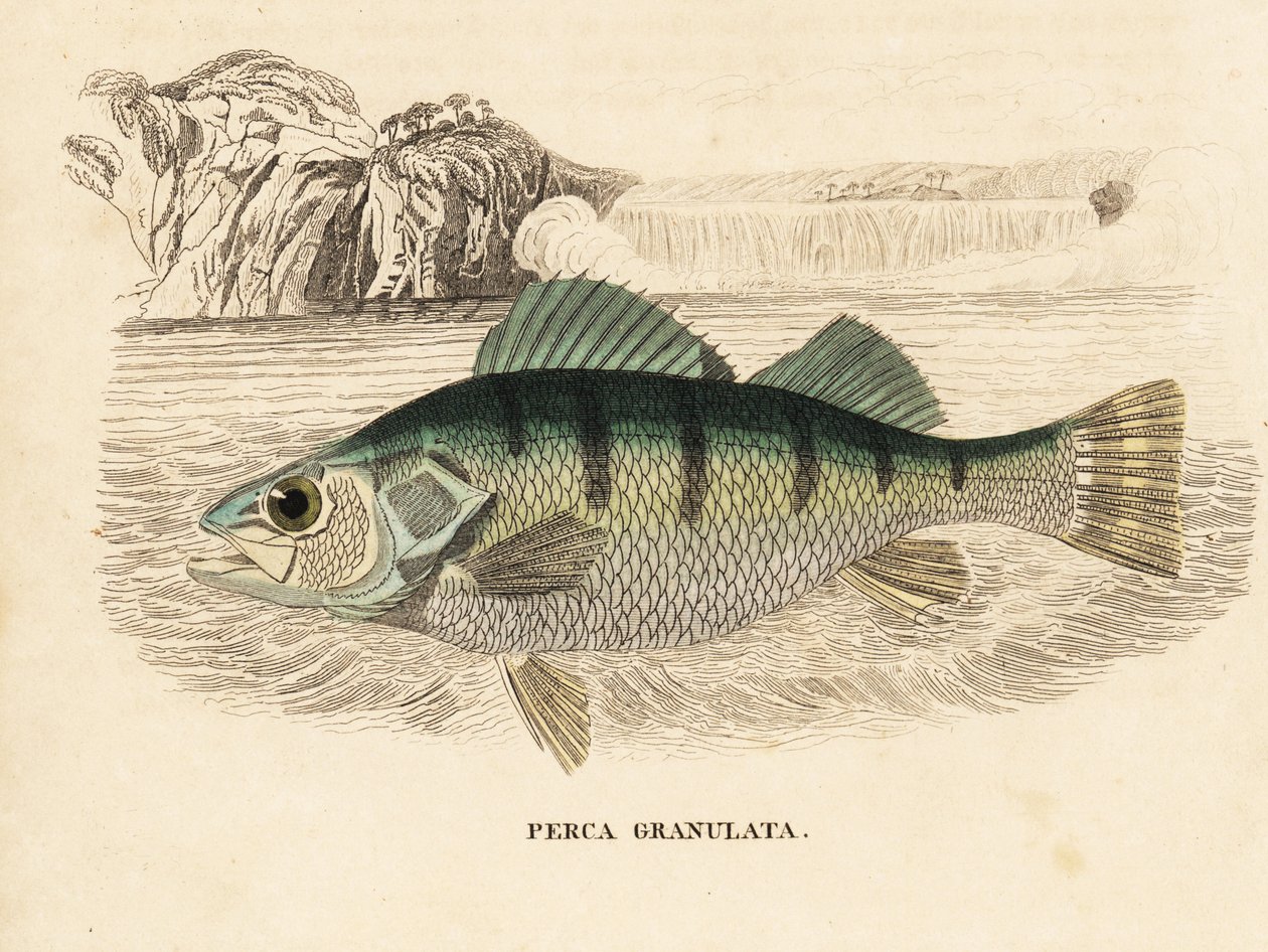 okoun žlutý, Perca flavescens (okoun zrnitý, Perca granulata). Ručně kolorovaná ocelorytina z přírodovědné galerie Georga Friedricha Treitschkeho, Naturhistorischer Bildersaal des Thierreiches, Liepzig-1842. od Unbekannter Künstler