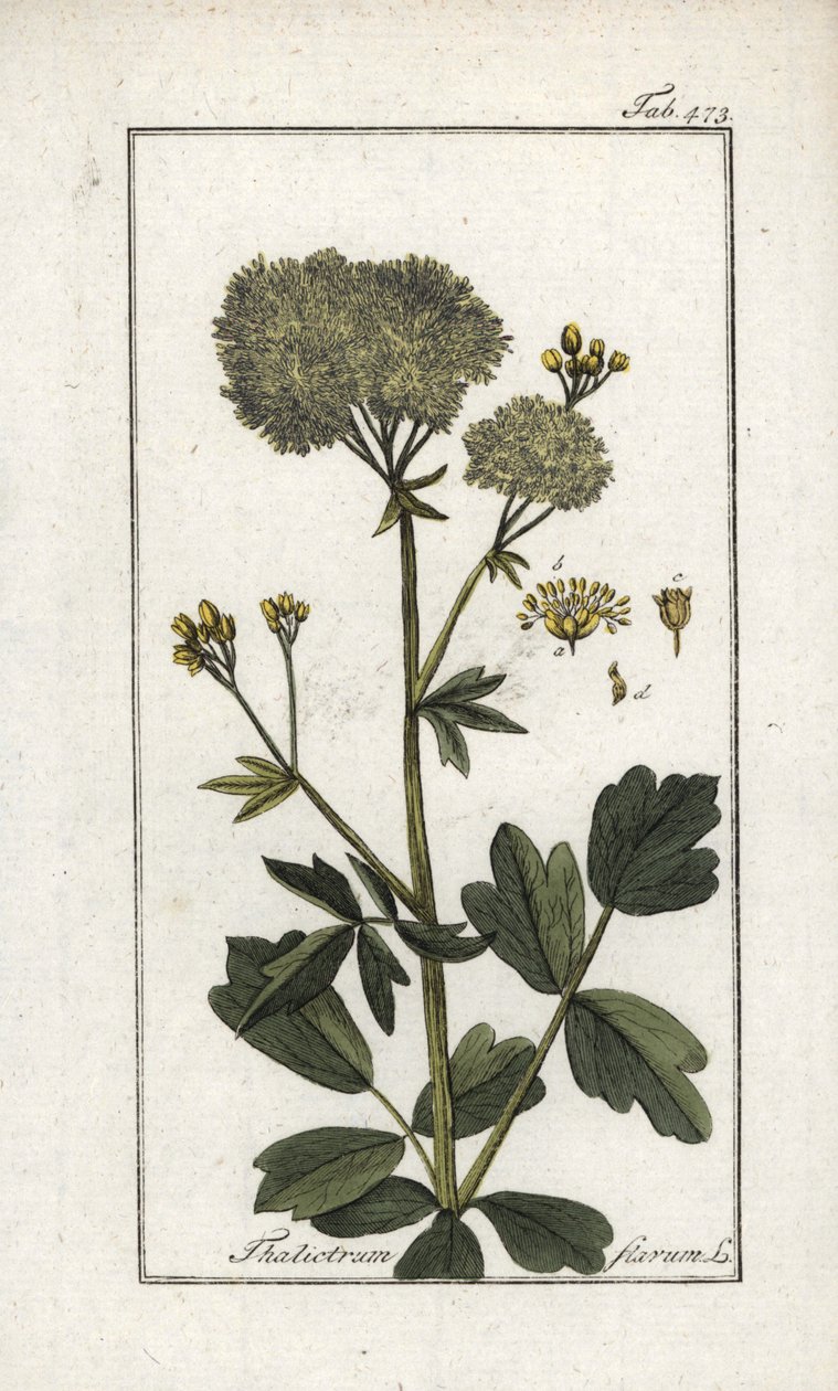 Pigamon žlutý (Thalictrum flavum). Litografie z knihy "Afbeelding der Artseny-Gewassen" od Johannese Zorna (1739-1799), Nizozemsko. od Unbekannter Künstler