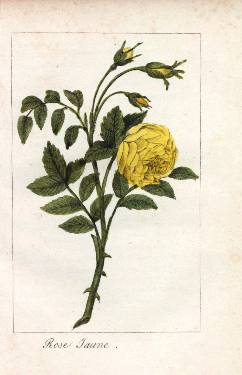 Žlutá růžová, žlutá růžová, Rosa lutea. Ručně kolorovaná mědirytina ilustrace slečny Prudhommeové z knihy "Hommage rendu a la Rose", Paříž, asi 1815. Dárková kniha s historií růže a tuctem botanických miniatur. od Unbekannter Künstler
