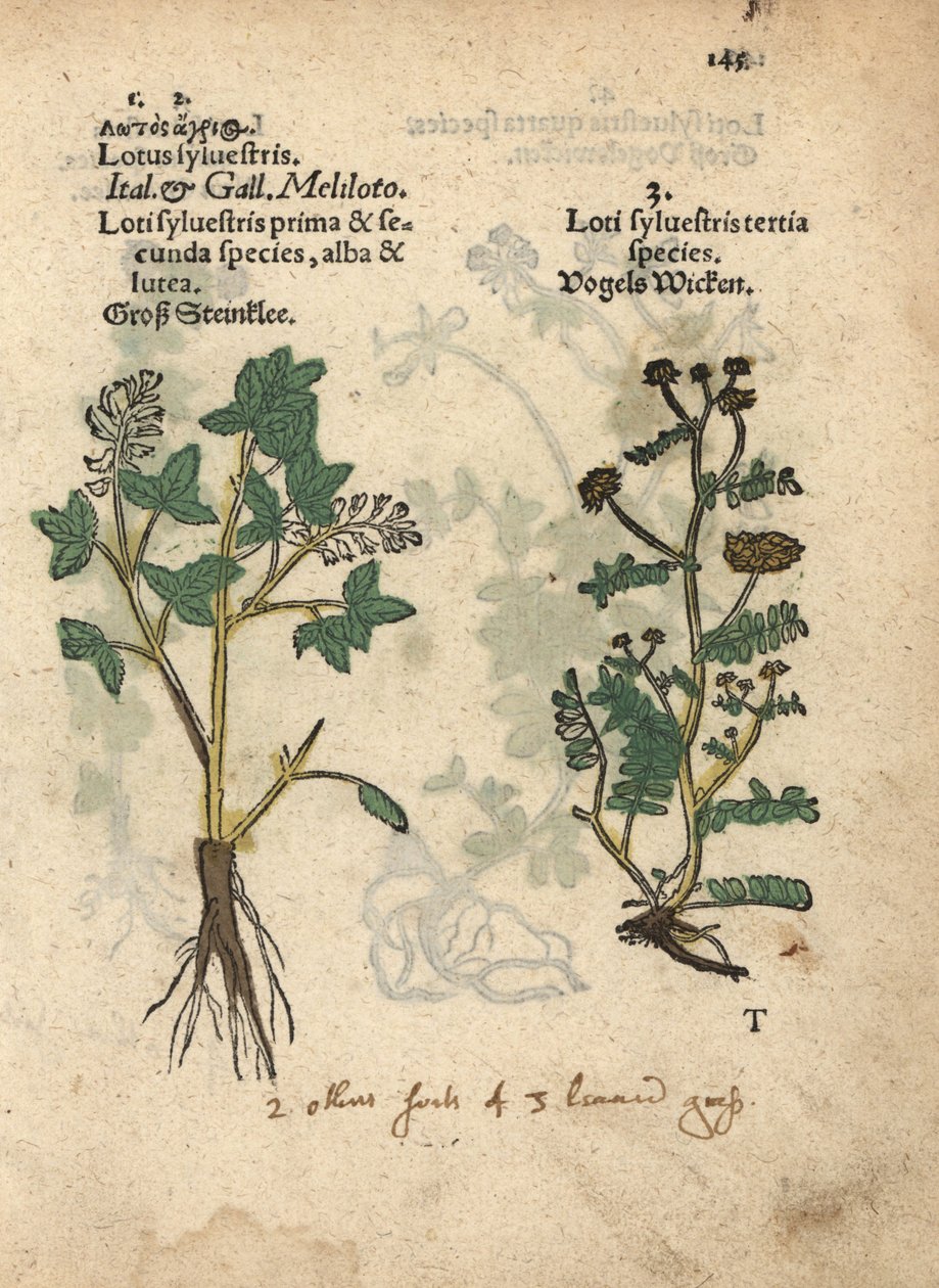 Žlutý druh sladkého jetele, Melilotus officinalis. Ručně kolorovaná dřevorytová botanická ilustrace z knihy Adama Lonicera Krauterbuch, nebo-li Bylinářství, Frankfurt nad Mohanem. od Unbekannter Künstler