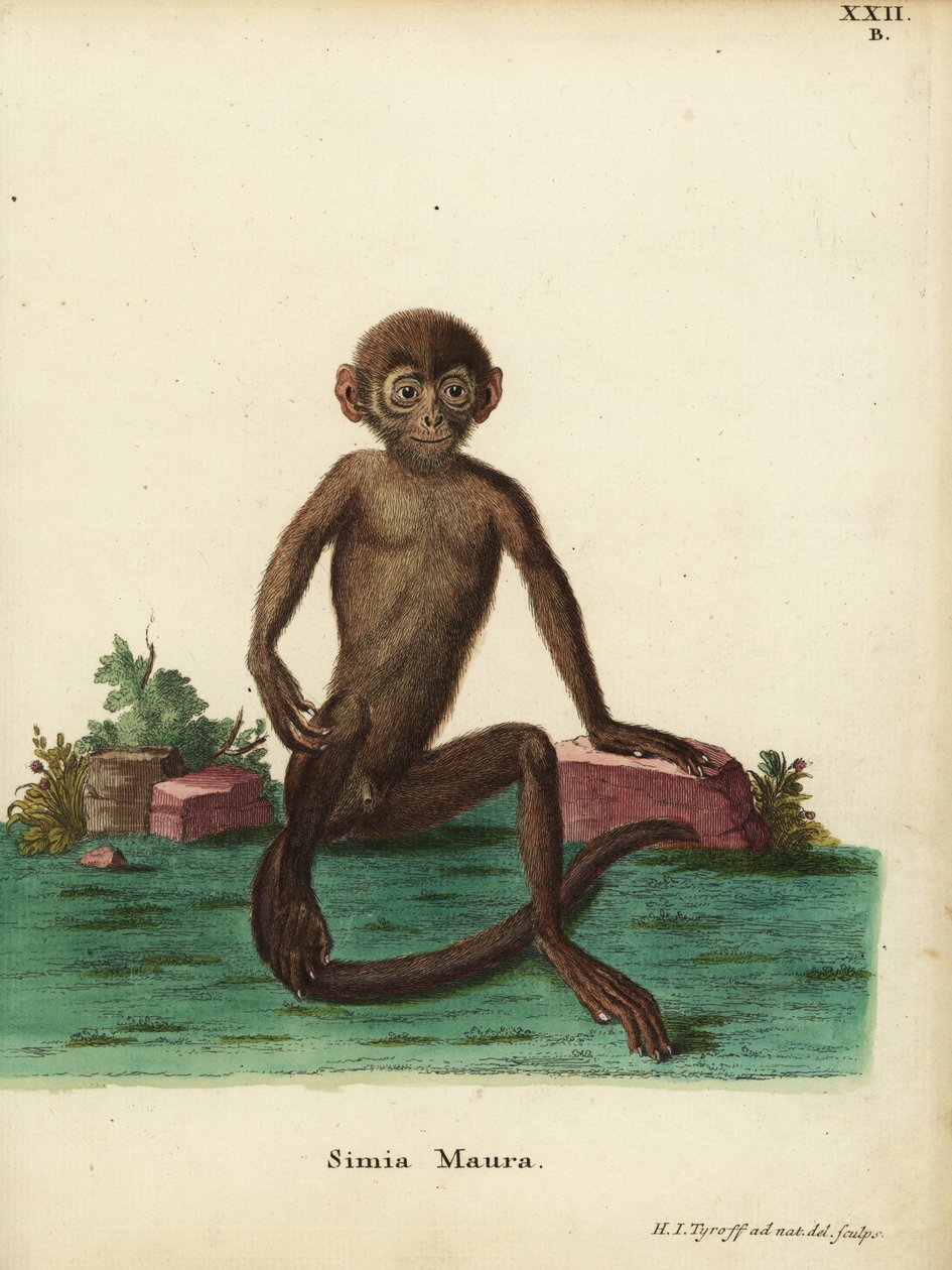 Mladý langur páskovaný, Presbytis femoralis. Simia maura. Ručně kolorovaná mědirytina, kterou podle přírody nakreslil a vyryl Hermann Jakob Tyroff z knihy Johanna Christiana Daniela Schrebera Zvířecí ilustrace podle přírody aneb Schreberova fantastická zví od Unbekannter Künstler