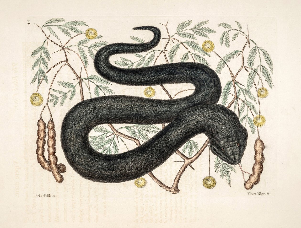 Zoo ilustrace/Vipera nigra/Zmije černá od Unbekannter Künstler