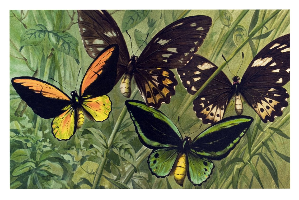 Zoologická mapa: Butterfly Cresus (Ornithoptera croesus), samec a samice od Unbekannter Künstler