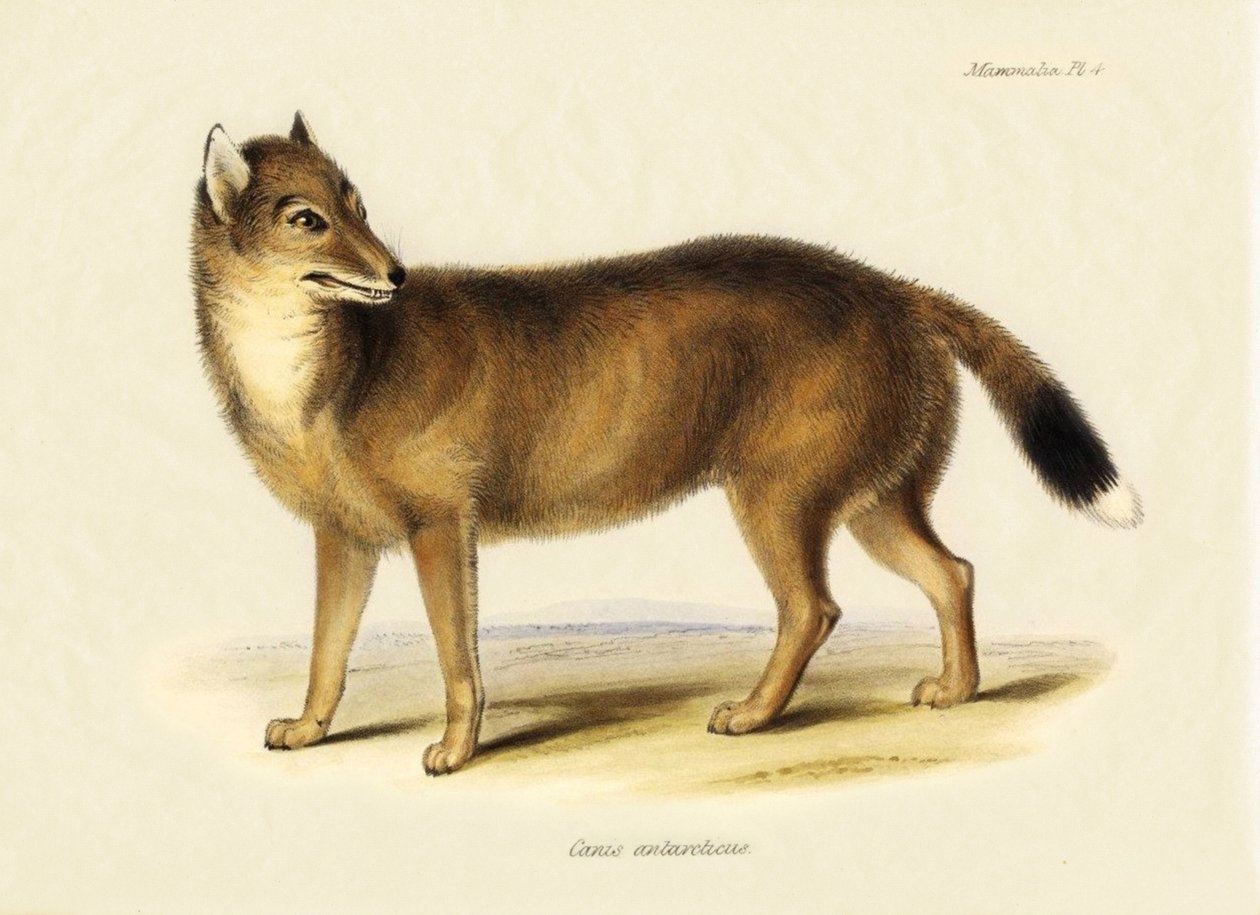 Zoologie: Liška falklandská (Canis antarticus), kterou pozoroval Charles Darwin (1809-1882) během své cesty na lodi Beagle. Deska z knihy "The Zoology of the Voyage of H.M.S. Beagle Under the Command of Captain Fitzroy, R.N., during the Years 1832 to 1836" od Unbekannter Künstler