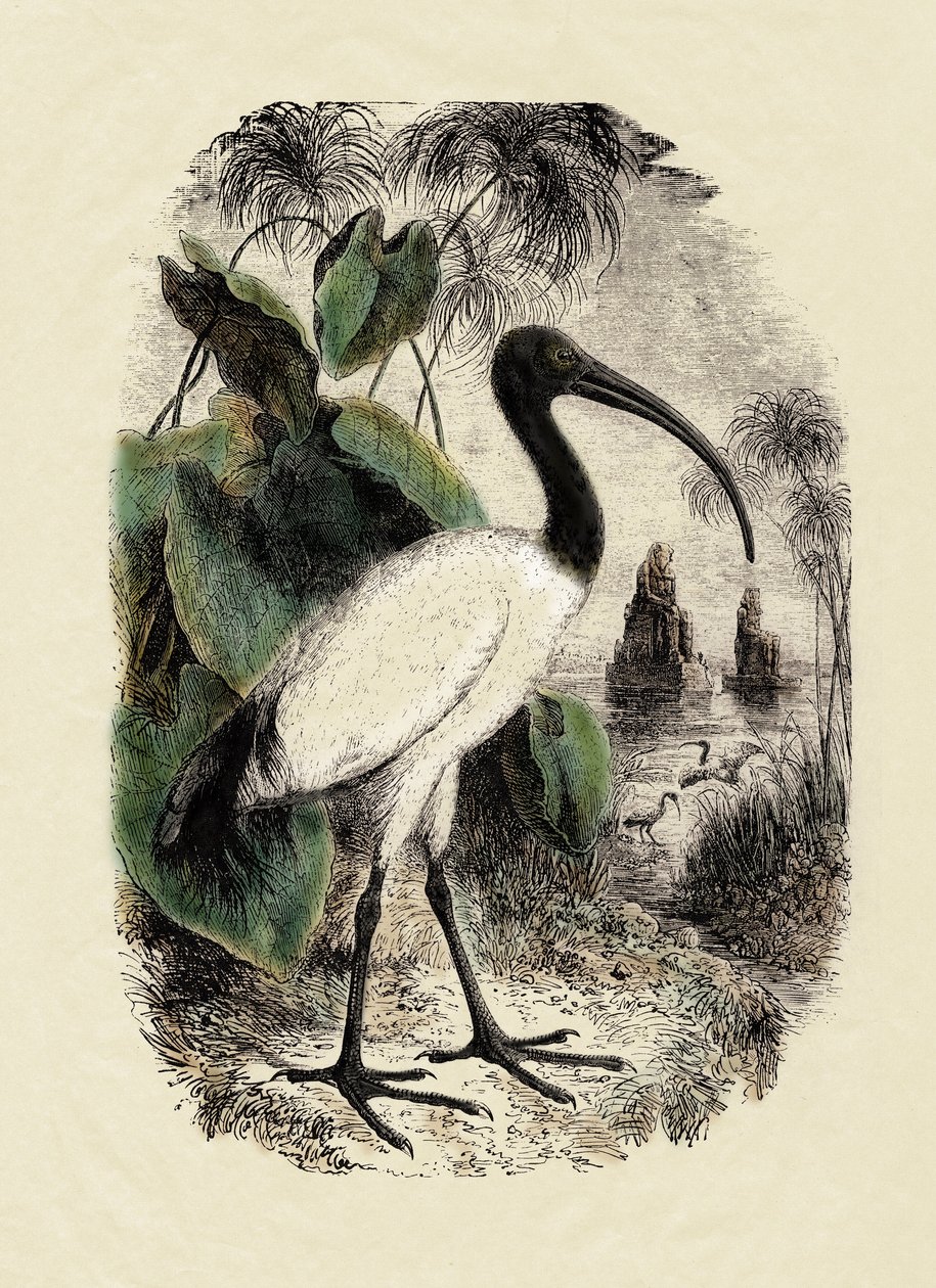 Zoologie: Ibis posvátný (Threskiornis aethiopicus), rytina z 19. století od Unbekannter Künstler