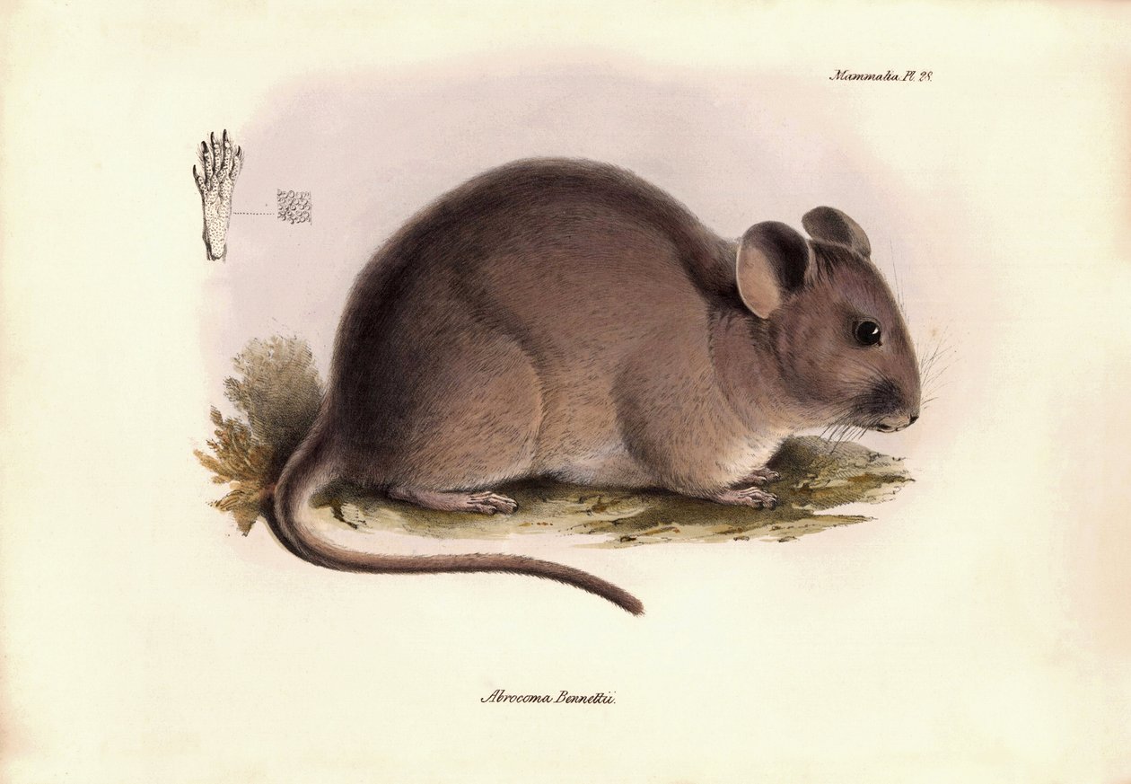 Zoologie: Bennettii" neboli činčila Bennettova, kterou popsal Charles Darwin během své objevitelské cesty na palubě lodi Beagle. Deska z knihy "The Zoology of the voyage of the H.M.S. Beagle under the command of Captain Fitzroy during the years 1832 to 183 od Unbekannter Künstler