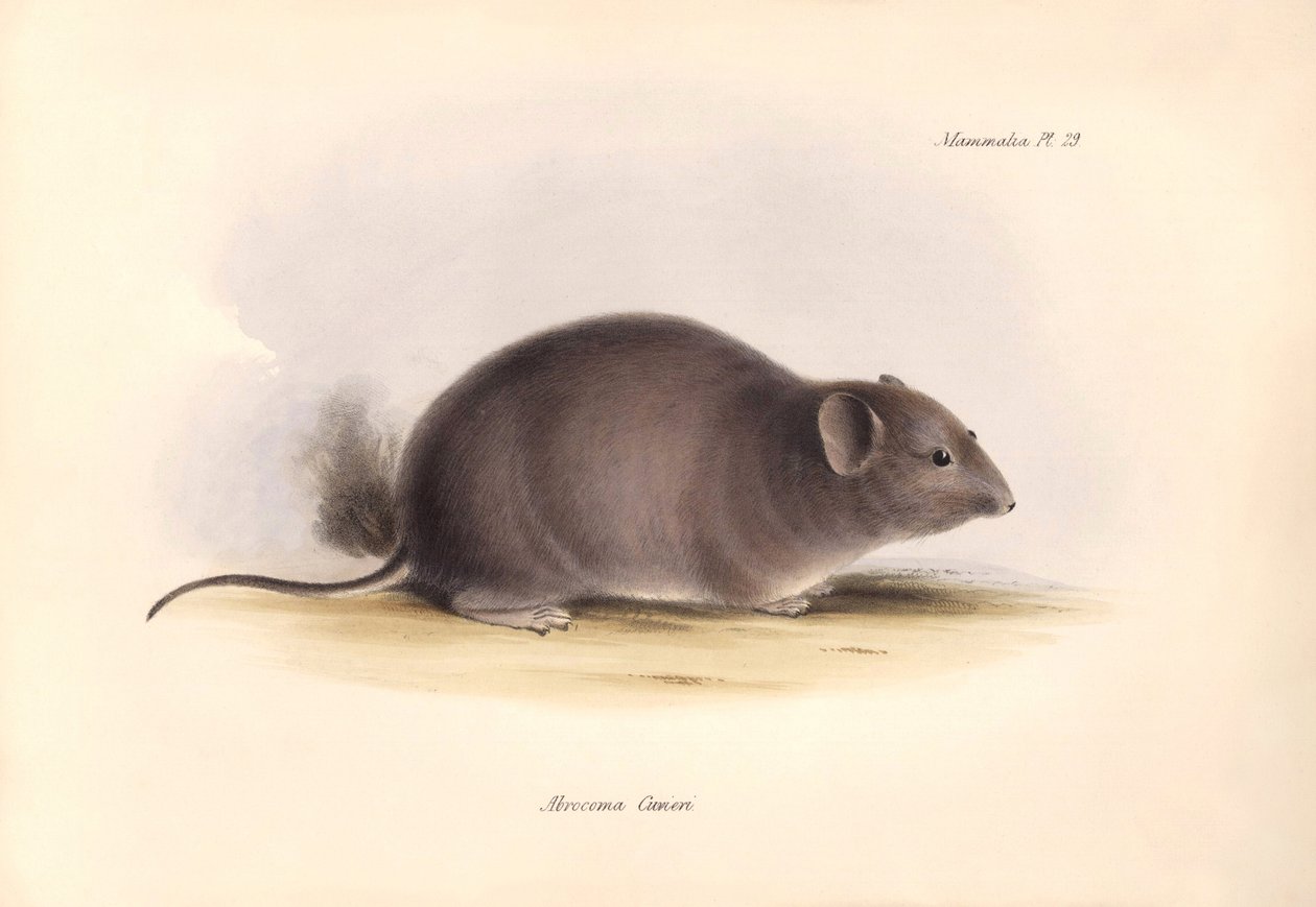 Zoologie: Arocoma Cuvieri neboli Abocoma de Cuvier, kterou popsal Charles Darwin během své výzkumné cesty na palubě lodi Beagle. Deska z knihy "The Zoology of the voyage of the H.M.S. Beagle under the command of Captain Fitzroy during the years 1832 to 183 od Unbekannter Künstler
