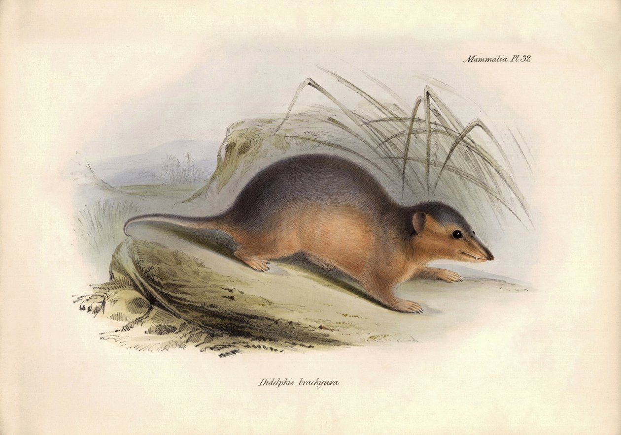 Zoologie: Didelphis brachiura" z čeledi vačic, kterou popsal Charles Darwin během své objevitelské cesty na palubě lodi Beagle. Deska z knihy "The Zoology of the voyage of the H.M.S. Beagle under the command of Captain Fitzroy during the years 1832 to 1836 od Unbekannter Künstler