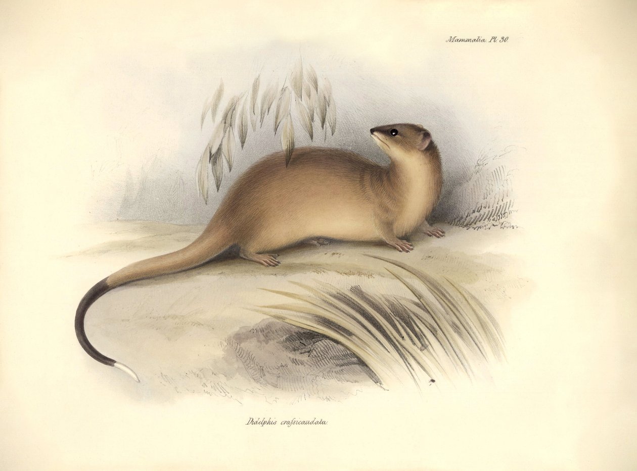 Zoologie: Didelphis crassicaudata" z čeledi vačicovitých, kterou popsal Charles Darwin během své objevitelské cesty na palubě lodi Beagle. Deska z knihy "The Zoology of the voyage of the H.M.S. Beagle under the command of Captain Fitzroy during the years 1 od Unbekannter Künstler