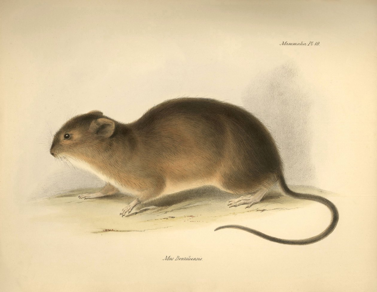 Zoologie: Myš "Mus braziliensis" z Brazílie, kterou popsal Charles Darwin během své objevitelské cesty na palubě lodi Beagle. Deska z knihy "The Zoology of the voyage of the H.M.S. Beagle under the command of Captain Fitzroy during the years 1832 to 1836 e od Unbekannter Künstler