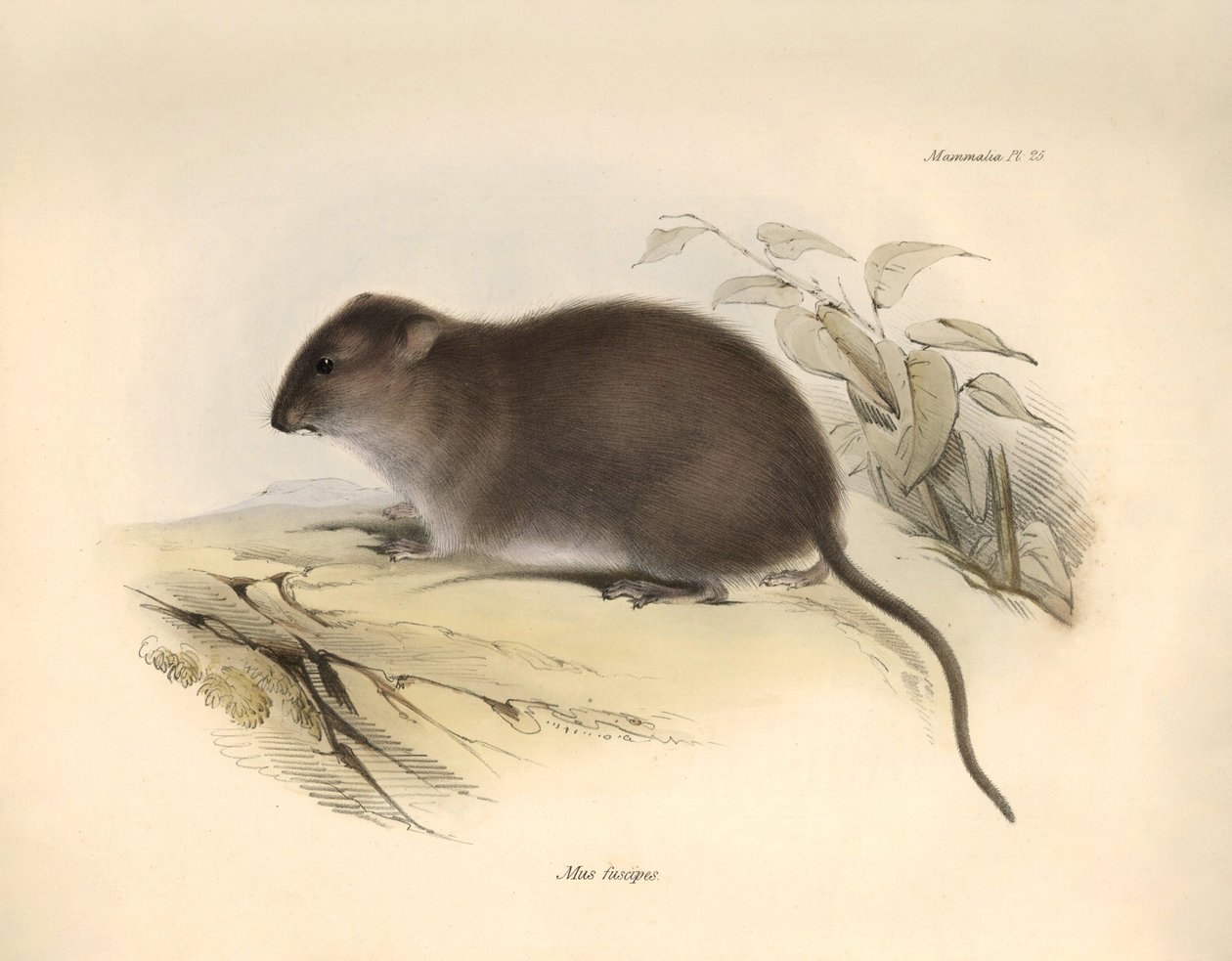 Zoologie: Mus fuscipes" neboli hlodavec australského pobřeží, kterého popsal Charles Darwin během své objevitelské cesty na palubě lodi Beagle. Deska z knihy "The Zoology of the voyage of the H.M.S. Beagle under the command of Captain Fitzroy during the ye od Unbekannter Künstler