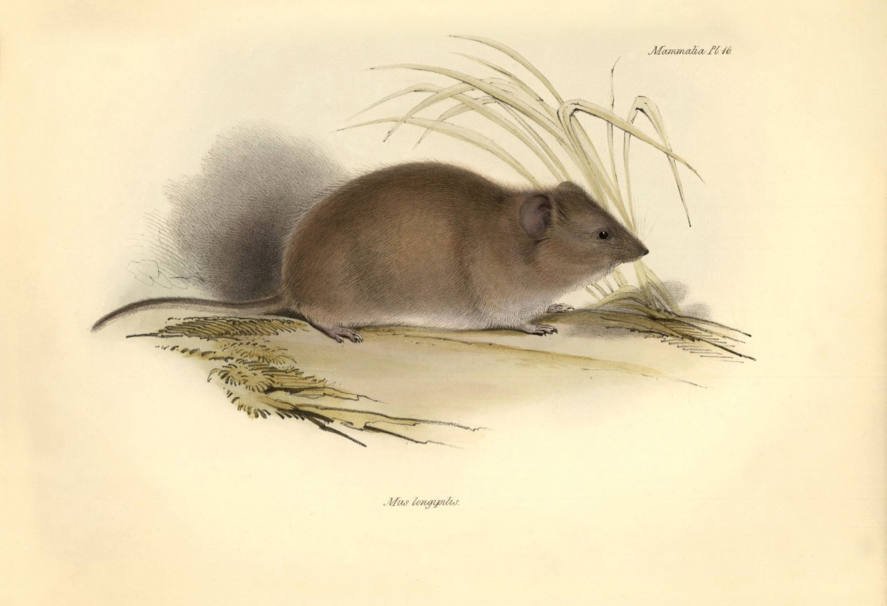 Zoologie: Mus longipilis (z čeledi krys polních), kterého popsal Charles Darwin během své objevitelské cesty na palubě lodi Beagle. Deska z knihy "The Zoology of the voyage of the H.M.S. Beagle under the command of Captain Fitzroy during the years 1832 to od Unbekannter Künstler