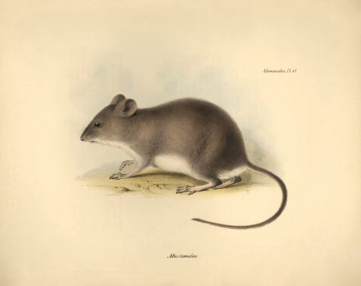 Zoologie: Mus tumidus neboli krysa bahenní, kterou popsal Charles Darwin během své objevitelské cesty na palubě lodi Beagle. Deska z knihy "The Zoology of the voyage of the H.M.S. Beagle under the command of Captain Fitzroy during the years 1832 to 1836 ed od Unbekannter Künstler