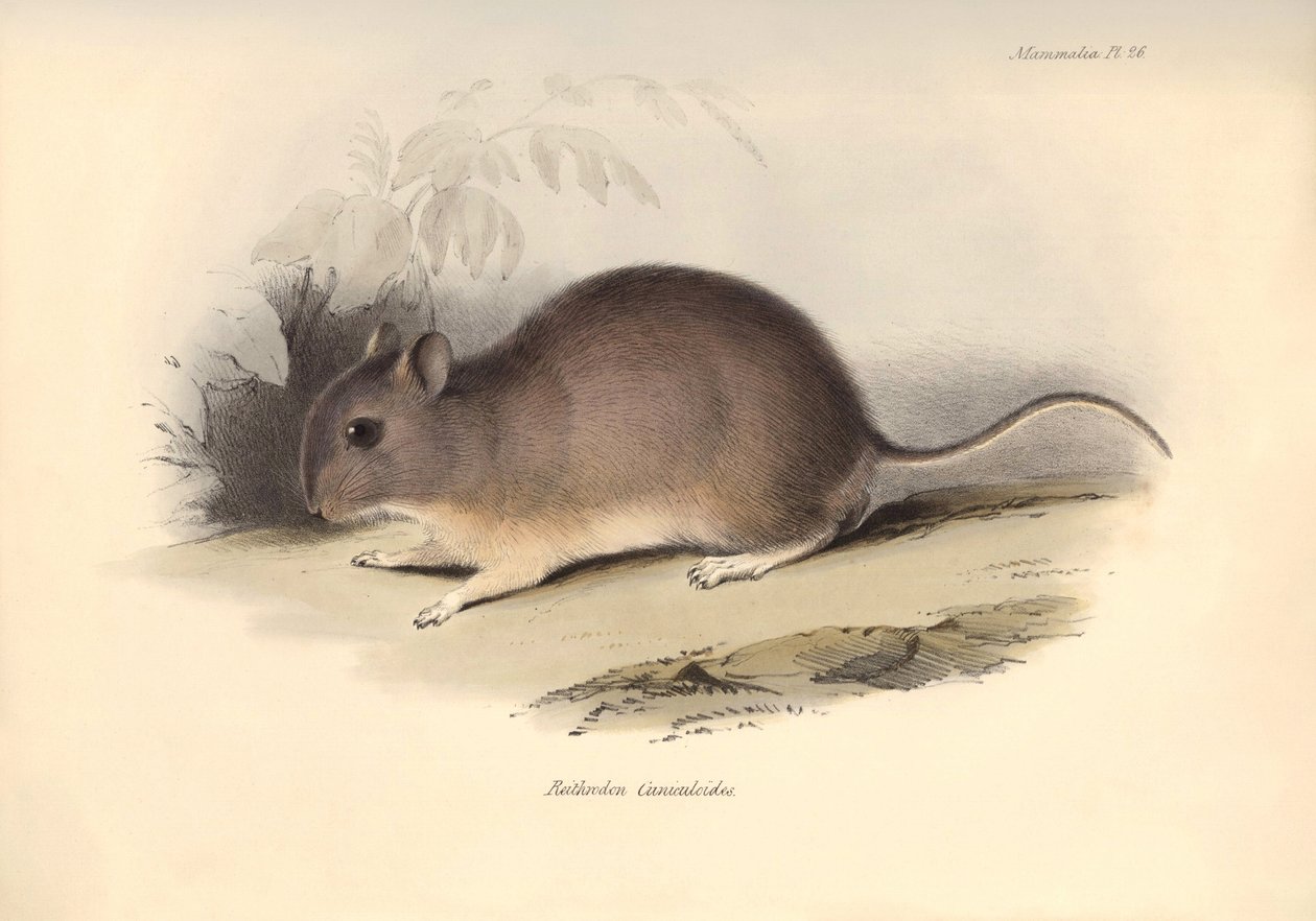 Zoologie: Reithrodon Cuniculoides" neboli hlodavec, kterého popsal Charles Darwin během své objevitelské cesty na palubě lodi Beagle. Deska z knihy "The Zoology of the voyage of the H.M.S. Beagle under the command of Captain Fitzroy during the years 1832 t od Unbekannter Künstler