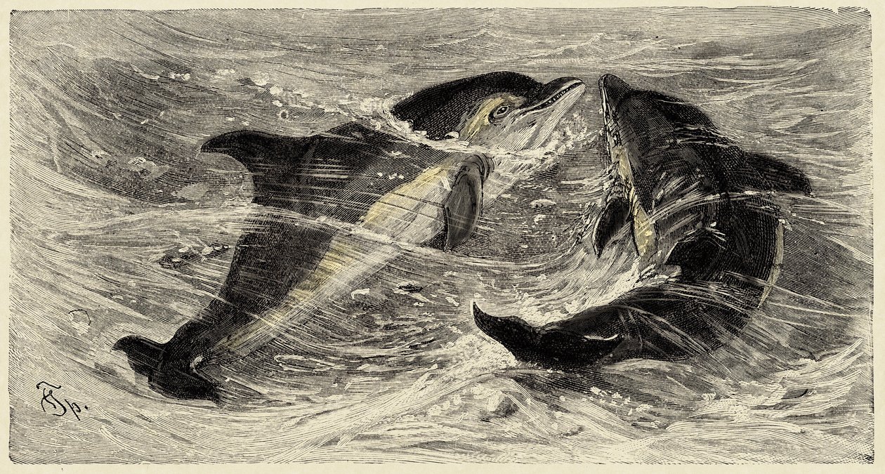 Zoologie: delfíni (delphinus delphis) popsaní a ilustrovaní Carlem Vogtem a Federicem Spechtem v "Natural history illustree: savci" 1884 od Unbekannter Künstler