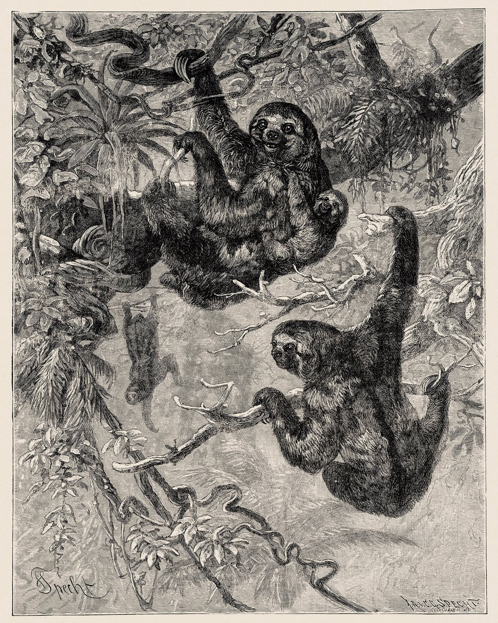 Zoologie: líný (Ai - Bradypus tridactylus) popsaný a ilustrovaný Carlem Vogtem a Federicem Spechtem v "Illustree Natural History: Savci" 1884 od Unbekannter Künstler