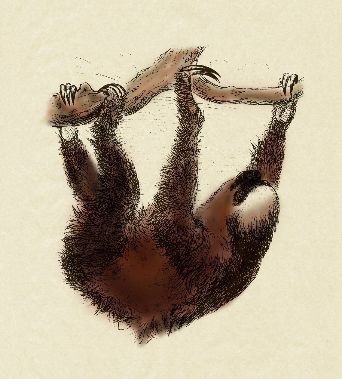 Zoologie: líný (Bradypus tridactylus) od Unbekannter Künstler