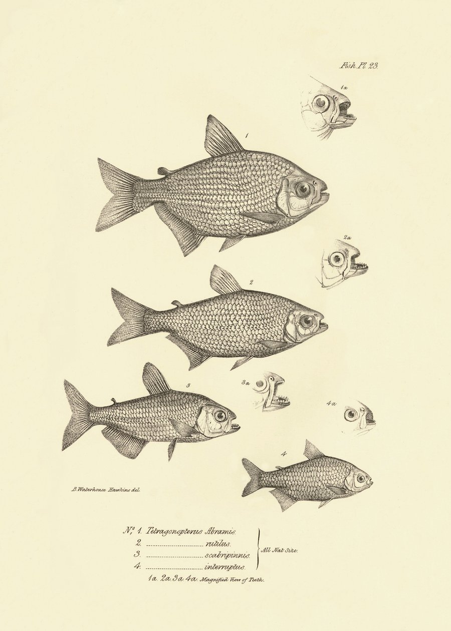 Zoologie: vyobrazení ryb "Tetragonopterus Abramis, rutilus, scabripinnis, interruptus", které popsal Charles Darwin během své cesty na palubě lodi Beagle. Deska z knihy "The zoology of the voyage of the H.M.S. Beagle under the command of Captaain Fitzroy d od Unbekannter Künstler