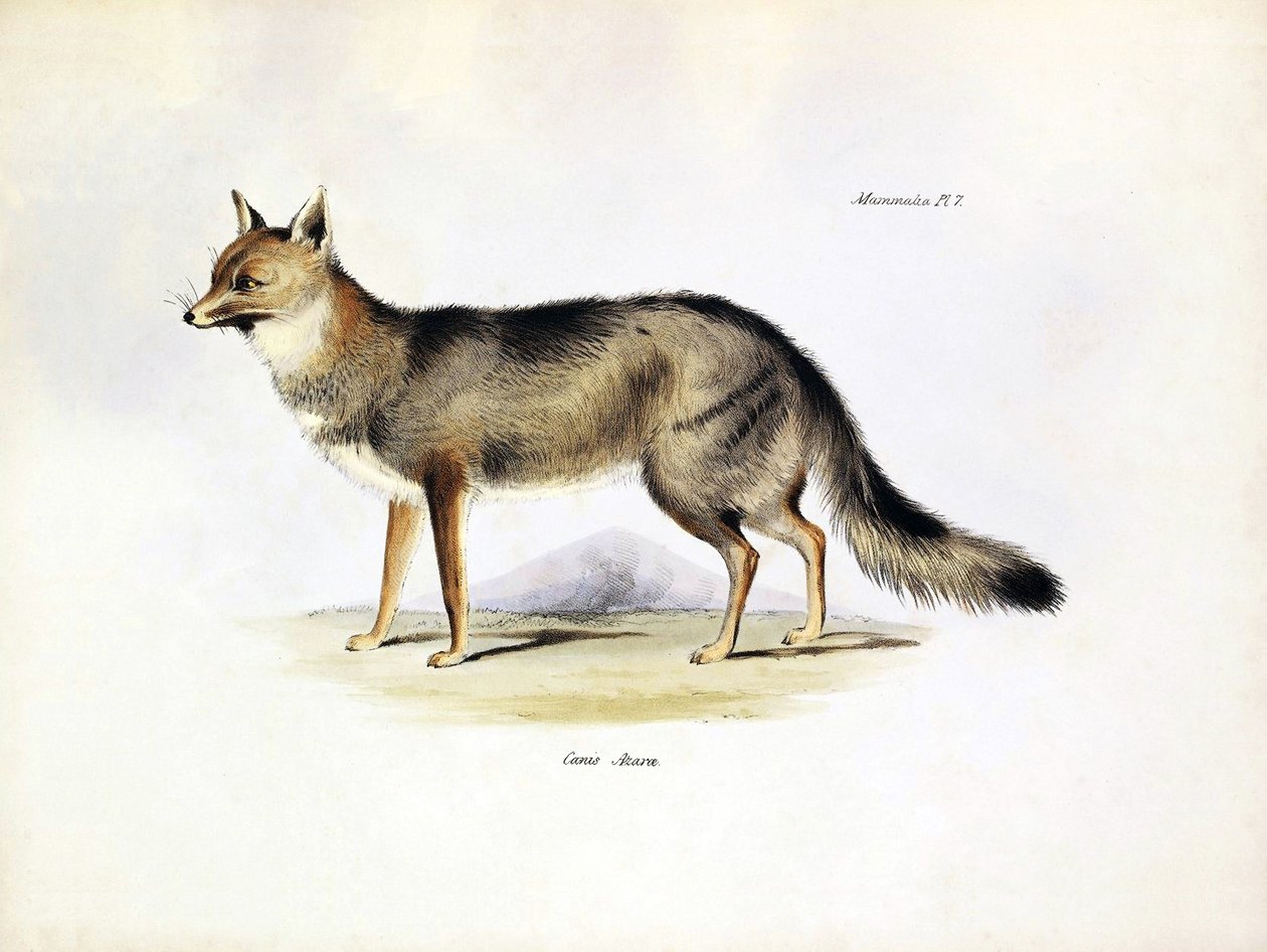 Zoologie: vyobrazení lišky "Canis Azarae" z Jižní Ameriky, kterou popsal Charles Darwin během své cesty na palubě lodi Beagle. Deska z knihy "The zoology of the voyage of the H.M.S. Beagle under the command of Captaain Fitzroy during the years 1832-1836". od Unbekannter Künstler