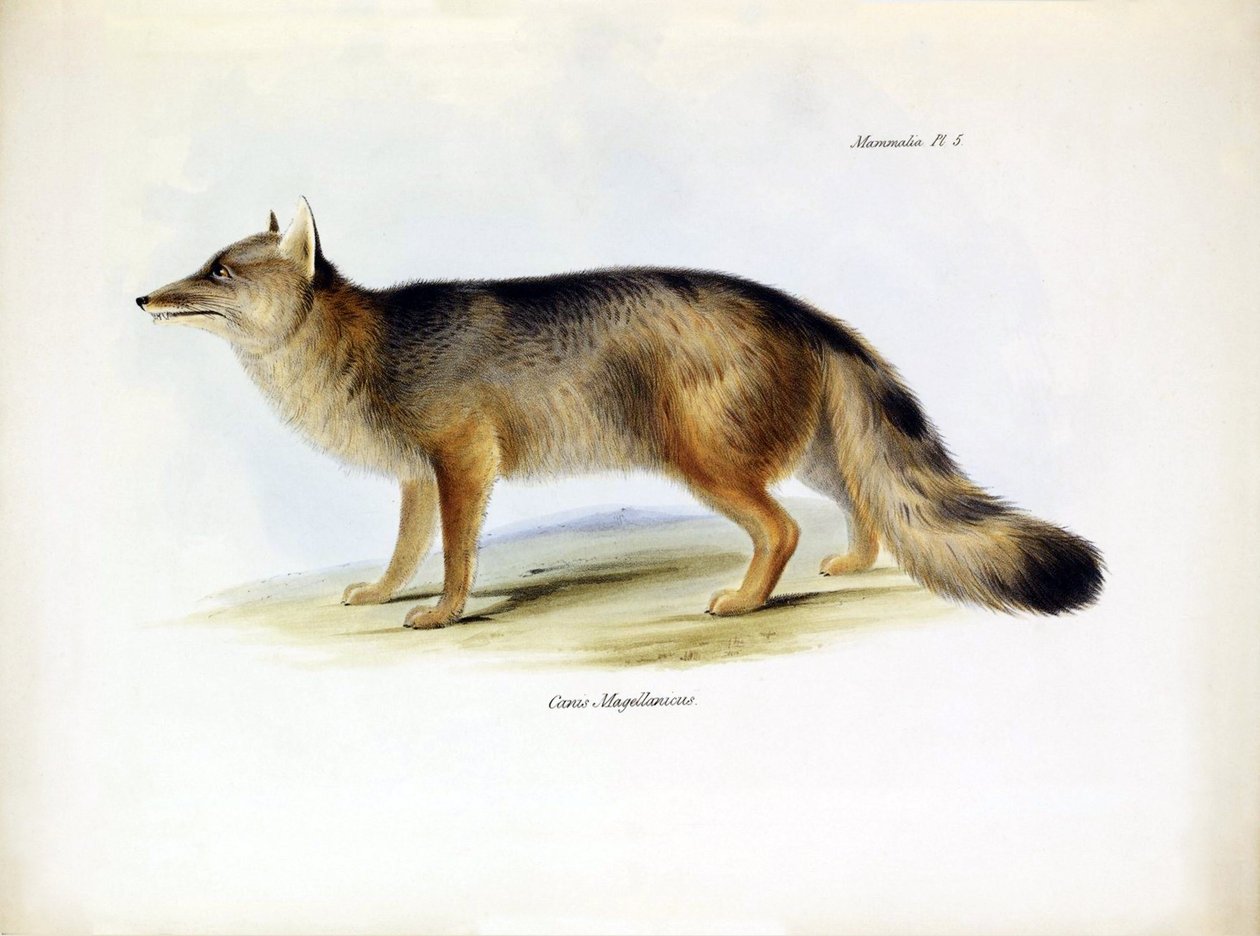 Zoologie: vyobrazení jihoamerické lišky "Canis fulvipes", kterou popsal Charles Darwin během své cesty na palubě lodi Beagle. Deska z knihy "The zoology of the voyage of the H.M.S. Beagle under the command of Captaain Fitzroy during the years 1832-1836" (Z od Unbekannter Künstler